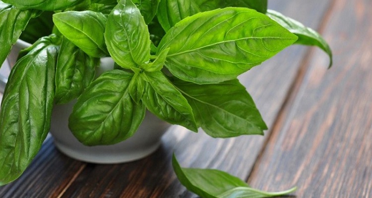 Базилік: корисні властивості, протипоказання, користь і шкода для чоловіків і жінок, лікувальні властивості сушеного базиліка Базилік: корисні властивості, протипоказання, користь і шкода для чоловіків і жінок, лікувальні властивості сушеного базиліка