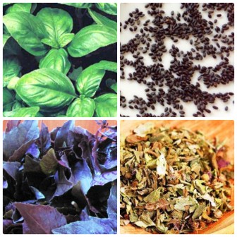 Базилік: корисні властивості, протипоказання, користь і шкода для чоловіків і жінок, лікувальні властивості сушеного базиліка Базилік: корисні властивості, протипоказання, користь і шкода для чоловіків і жінок, лікувальні властивості сушеного базиліка