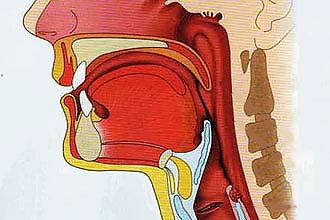 Будову горла і його основні функції Будову горла і його основні функції