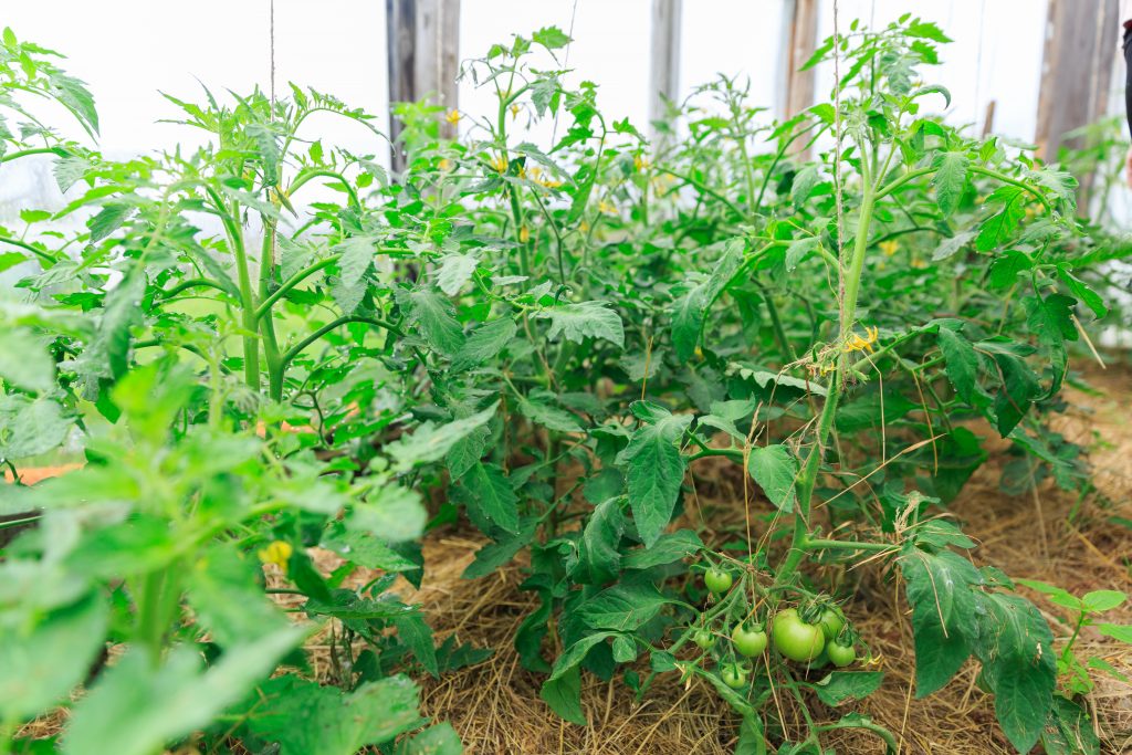 Чим полити помідори для зростання народними засобами
