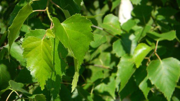 Ерозивний гастрит лікування народними засобами патологій шлунка