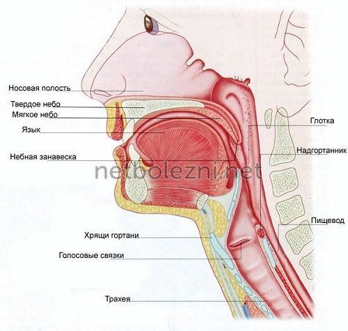 Ком у горлі – причини, як позбутися відчуття грудки в горлі