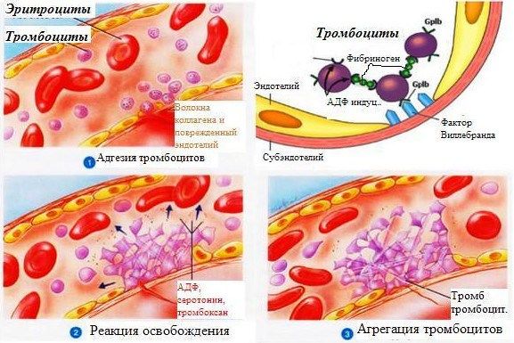 Підвищення тромбоцитів народними засобами