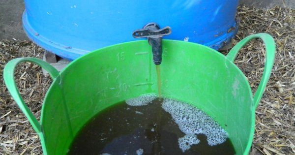 Підживлення огірків у відкритому грунті народними засобами
