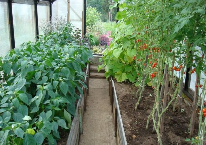 Підживлення розсади томатів і перцю народними засобами