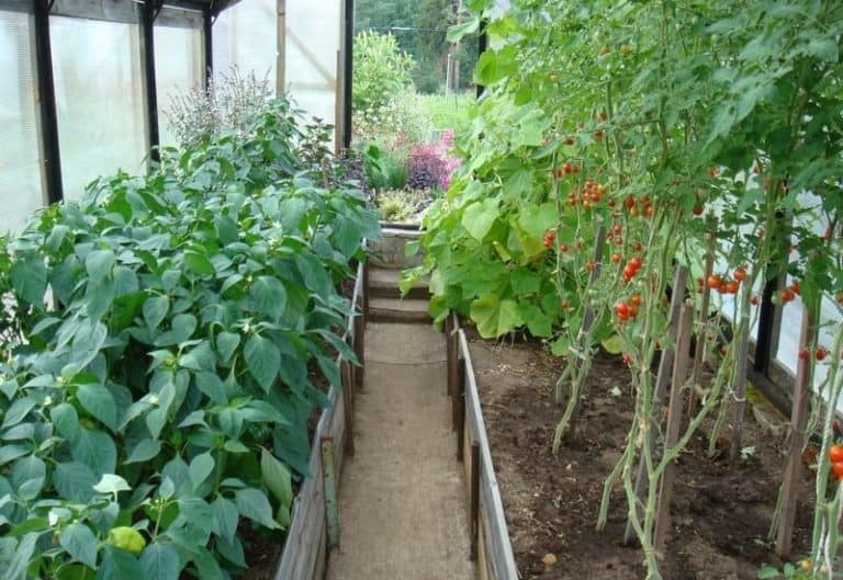 Підживлення розсади томатів і перцю народними засобами