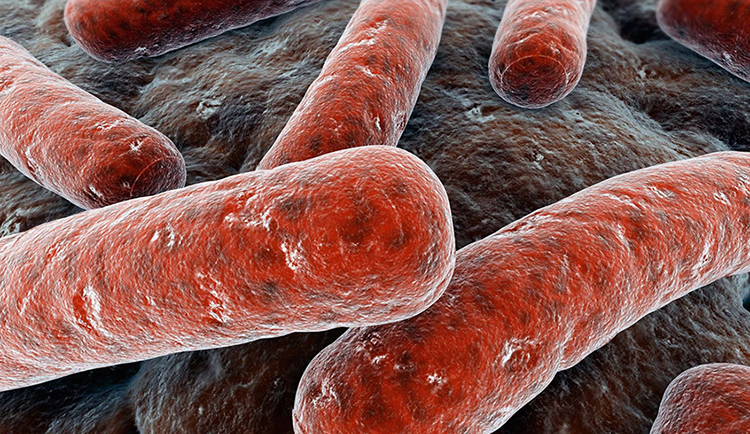 Паличка Коха – до якої групи бактерій належить, як передається, як гине?