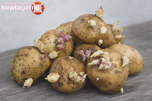 Паростки картоплі лікувальні властивості рецепти