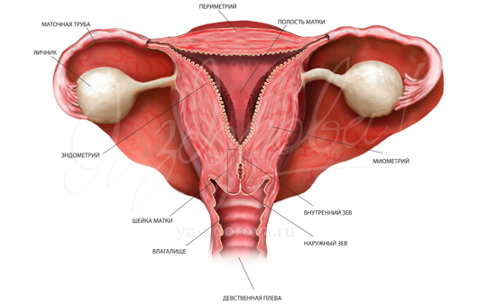 Патологія порожнини матки, гіперплазія ендометрію