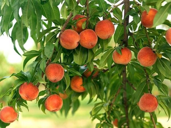Персики користь і шкода для здоров’я скільки можна з’їсти. Чим корисні персики