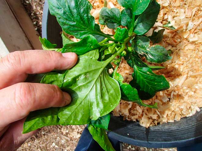 Попелиця на перці чим обробити народні засоби