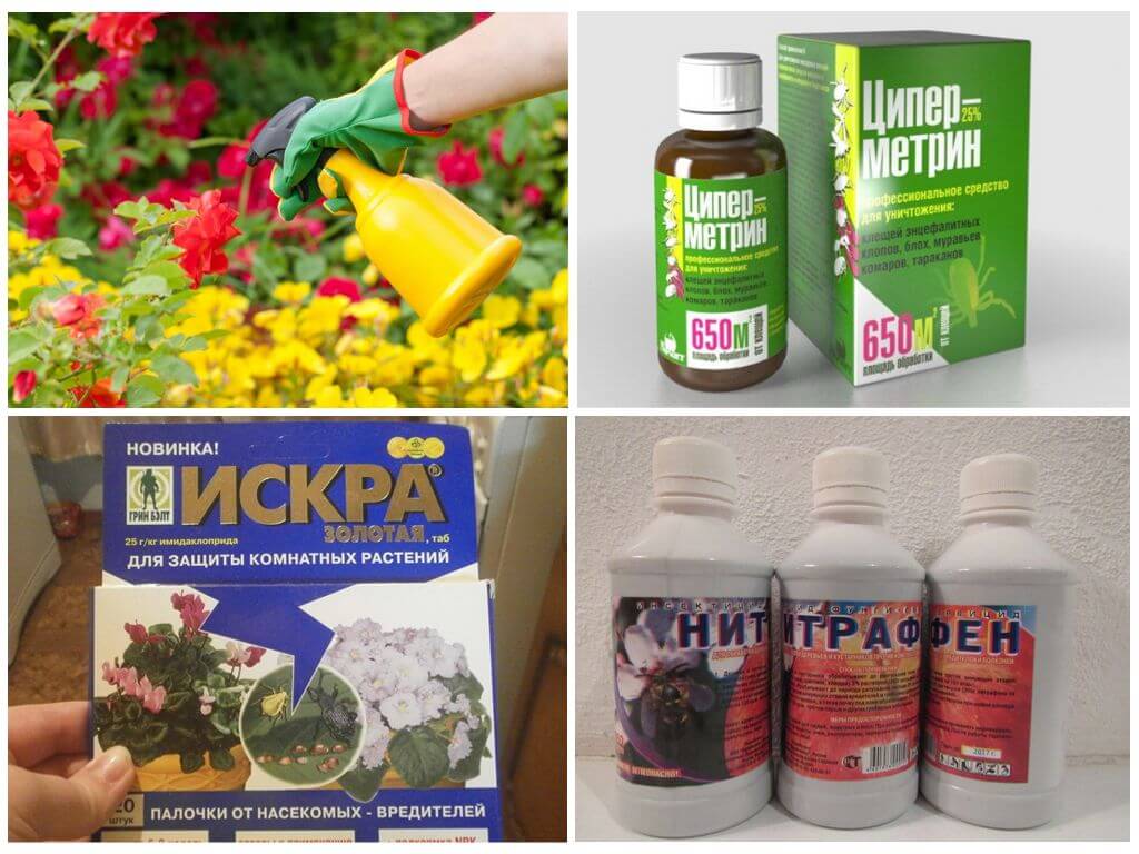 Попелиця на яблуні як боротися народні засоби