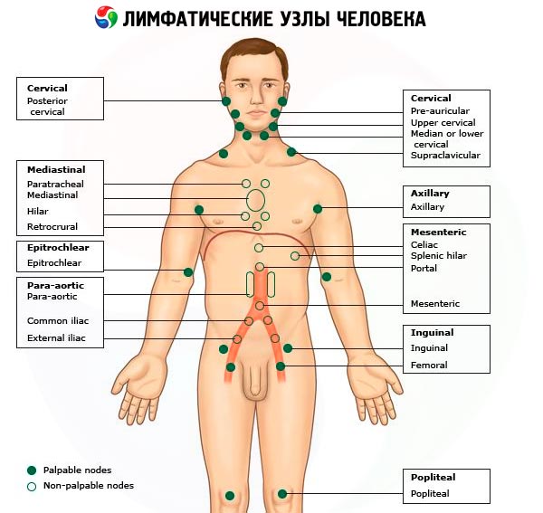Причини і лікування збільшення підщелепних лімфовузлів у дитини Причини і лікування збільшення підщелепних лімфовузлів у дитини