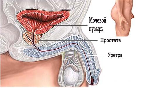 Причини неповного спорожнення сечового міхура і їх лікування