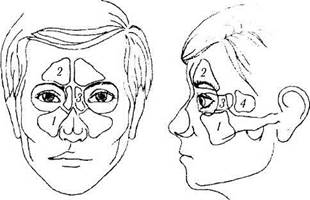 Придаткові пазухи носа людини: анатомія, функції,фото