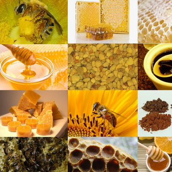 Продукти бджільництва та їх використання в народній медицині — Дачники Лайф
