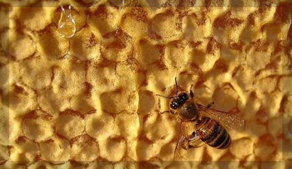 Продукти бджільництва та їх використання в народній медицині — Дачники Лайф
