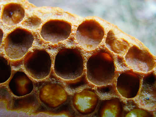 Продукти бджільництва та їх використання в народній медицині — Дачники Лайф