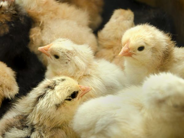 Пронос у курчат лікування народними засобами