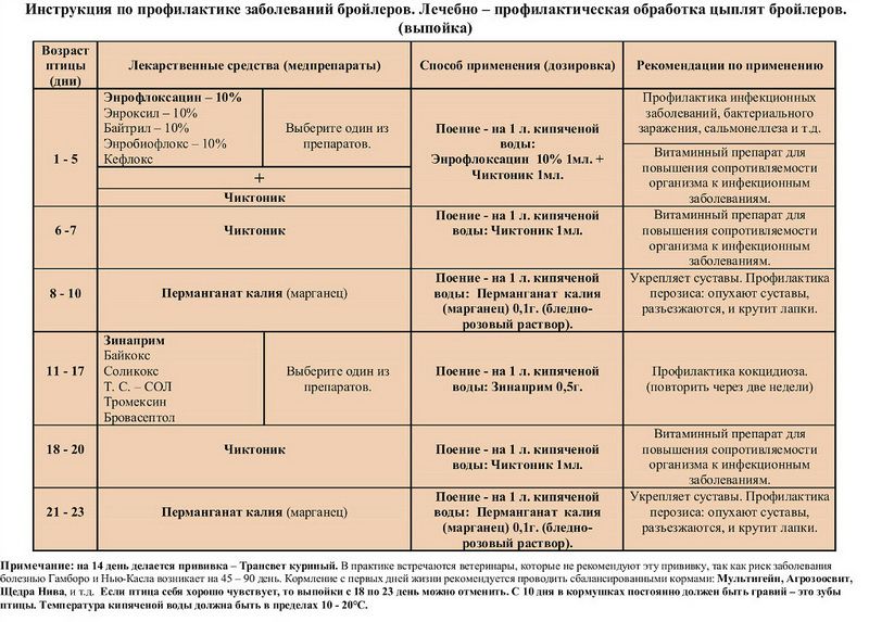Пронос у курей несучок – як і чим лікувати в домашніх умовах, що робити?