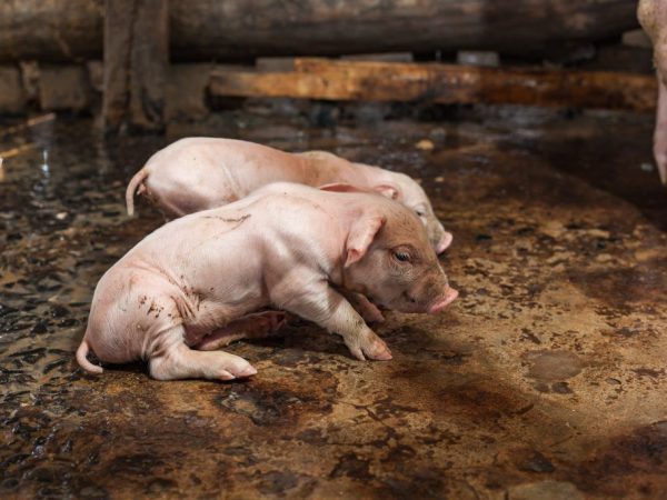 Пронос у поросят лікування народними засобами