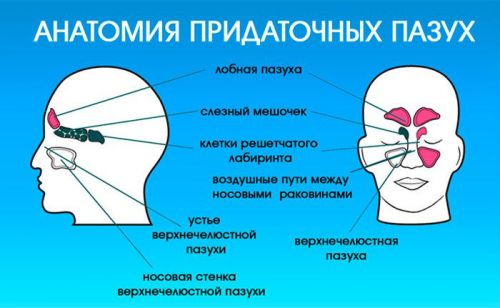 Рентген пазух носа: як роблять і як розшифрувати знімок