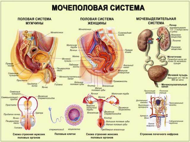 Що таке полакіурія симптоми і методи лікування
