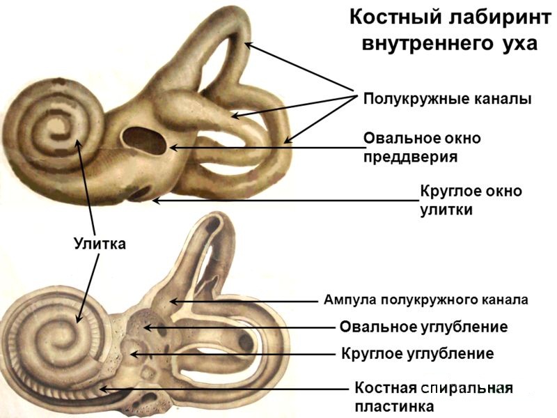 Що таке равлика внутрішнього вуха