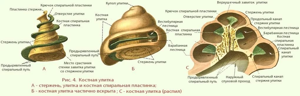 Що таке равлика внутрішнього вуха