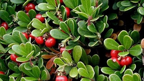 Сечокам’яна хвороба лікування народними засобами Нирки