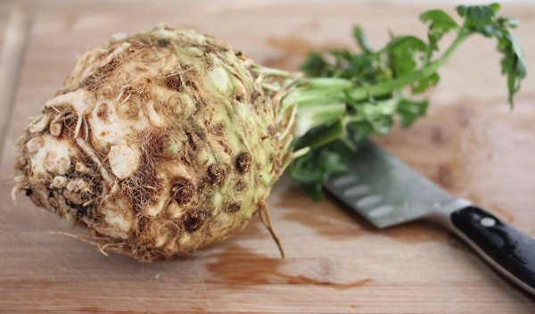 Селера: протипоказання і корисні властивості кореня, стебла і соку