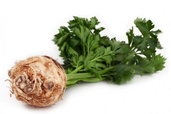 Селера: протипоказання і корисні властивості кореня, стебла і соку