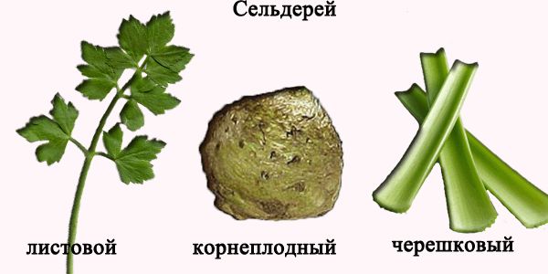 Селера: протипоказання і корисні властивості кореня, стебла і соку