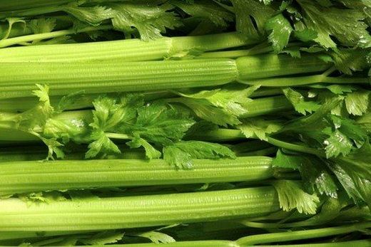 Селера: протипоказання і корисні властивості кореня, стебла і соку