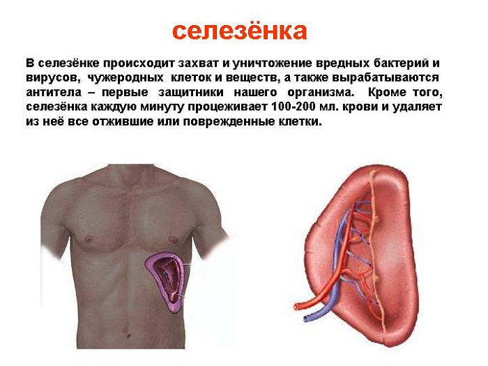 Селезінка — де знаходиться і як болить, лікування, профілактика. Навіщо нам потрібна селезінка і як зберегти її здоровою