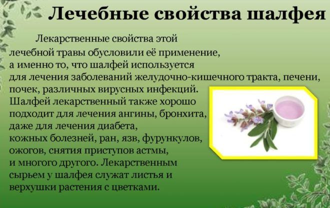 Шавлія з молоком від кашлю: приготування і застосування. Шавлія: лікувальні властивості, Чи можна давати дитині? Шавлія дітям від кашлю від 3 років