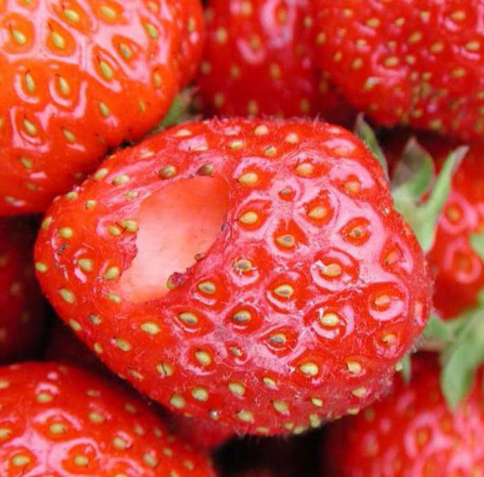 Шкідники суниці і боротьба з ними народними засобами