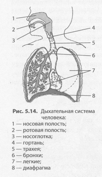 Симптоми та лікування бронхіальної астми у дорослих
