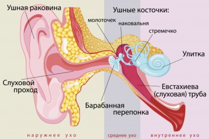 Симптоми та лікування отиту у дитини 2 років