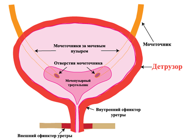 Симптоми та лікування синдрому подразненого сечового міхура у жінок