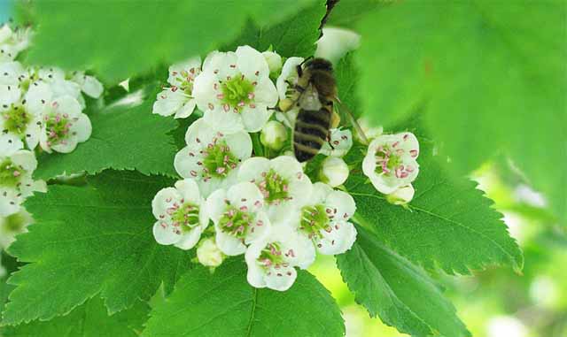 Склад і корисні властивості боярышникового меду