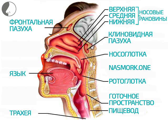 Соплі з однієї ніздрі, нежить в одній ніздрі дитини і дорослого