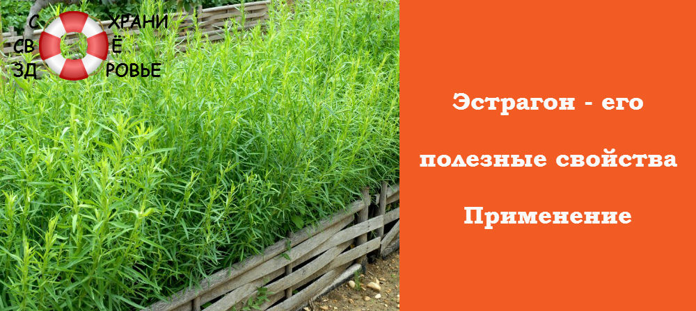 Тархун – лікувальні властивості і протипоказання
