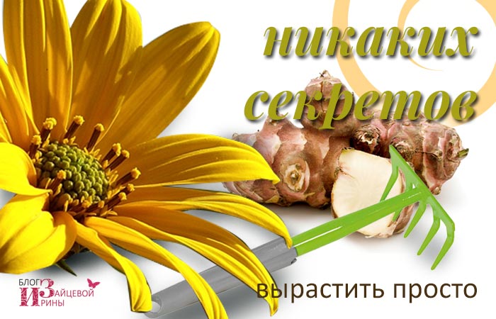 Топінамбур лікувальні властивості і протипоказання фото, рецепти