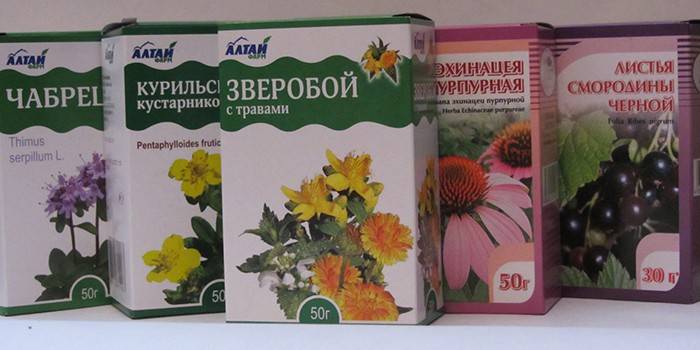 Трава дубровник для підвищення потенції у чоловіків