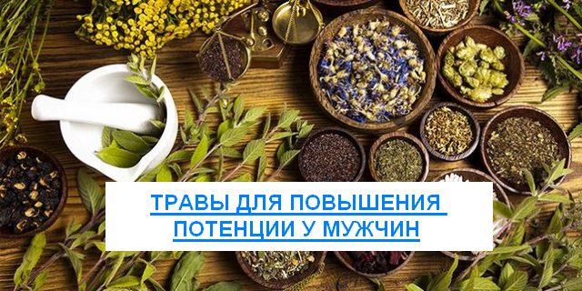 Трава дубровник для підвищення потенції у чоловіків