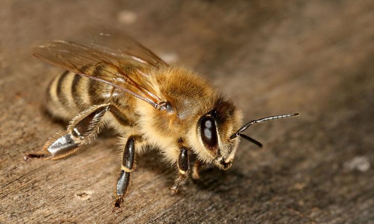 Унікальність бджолиного маточного молочка та його лікувальні властивості