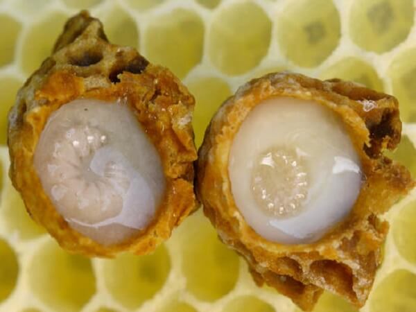 Унікальність бджолиного маточного молочка та його лікувальні властивості