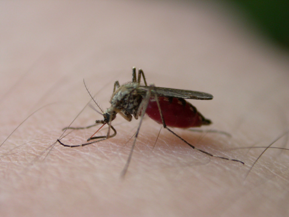 Від комариних укусів для дітей народними засобами