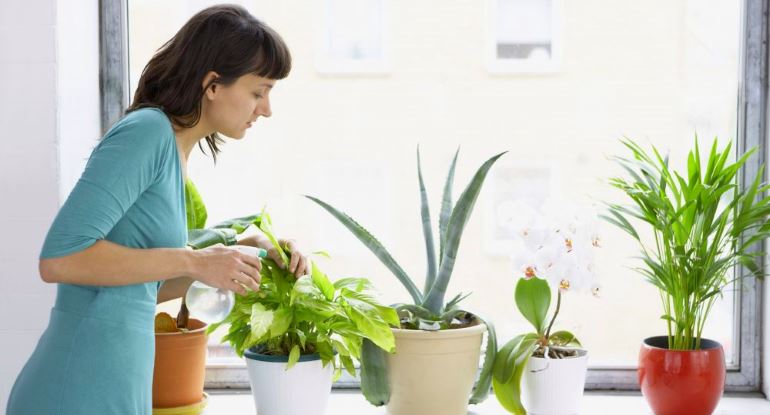 Види шкідників кімнатних рослин, як позбавитися від мошок на кімнатних квітах народними засобами